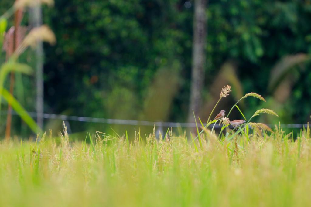 Thantha Ubud Villa Kültér fotó